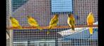 Mooie gezoomde splendids en jonge turquoisines., Dieren en Toebehoren, Vogels | Parkieten en Papegaaien, Meerdere dieren, Parkiet