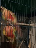 koppel pyrhuras, Dieren en Toebehoren, Vogels | Parkieten en Papegaaien, Tam