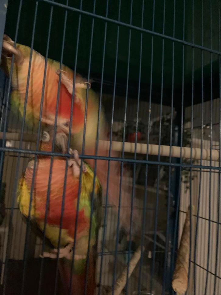 koppel pyrhuras, Dieren en Toebehoren, Vogels | Parkieten en Papegaaien, Tam