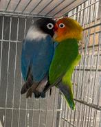 Fisher-koppel, Meerdere dieren, Dwergpapegaai of Agapornis