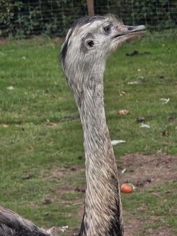 Volwassen nadoe's koppel grijze man en witte vrouw. beschikbaar voor biedingen
