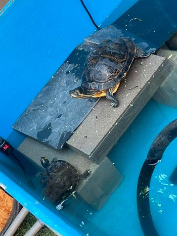 Schildpadden  beschikbaar voor biedingen