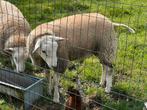 Swifter ram, Dieren en Toebehoren, Schapen, Geiten en Varkens, Mannelijk, Schaap, 0 tot 2 jaar