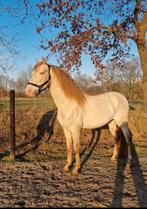 Gave perlino (inruil mogelijk), Dieren en Toebehoren, Paarden, Niet van toepassing, Hengst, 160 tot 165 cm, Recreatiepaard