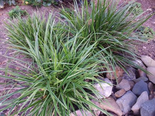 Carex morrowii, japanse zegge, siergras, Tuin en Terras, Planten | Tuinplanten, Vaste plant, Siergrassen, Ophalen