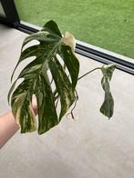 Monstera variegata stek, Huis en Inrichting, Ophalen