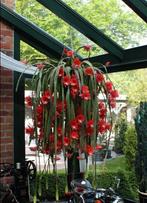 Bladcactus, epiphyllum, orchidee cactus, pot 3 liter, Ophalen, Cactus, Minder dan 100 cm
