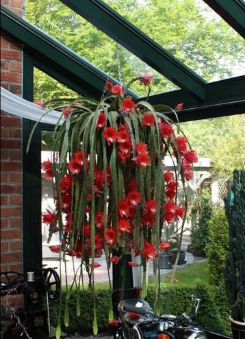 Bladcactus, epiphyllum, orchidee cactus, pot 3 liter beschikbaar voor biedingen