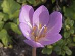 herfststijloos, Ophalen, Herfst, Vaste plant, Volle zon