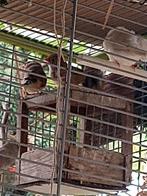 9 jonge zebravinken, Dieren en Toebehoren, Vogels | Overige Vogels