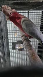Perroquet Cacatoes rosalbin, Animaux & Accessoires, Oiseaux | Perruches & Perroquets, Domestique, Perroquet, Mâle