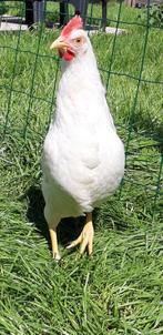 Kippen witte leghorn jonge hennen beschikbaar, Vrouwelijk, Kip