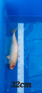 Carpe koi, Animaux & Accessoires, Carpe ou Koï