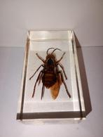 insect in epoxy hars 21, Verzamelen, Dierenverzamelingen, Ophalen of Verzenden, Zo goed als nieuw, Insect, Opgezet dier