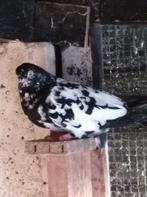 Sierduiven, Animaux & Accessoires, Oiseaux | Pigeons