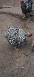 Wyandote kippen, Dieren en Toebehoren