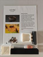 Lasius niger, Dieren en Toebehoren, Insecten en Spinnen, Mieren