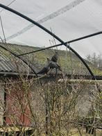 Olijfduiven, Dieren en Toebehoren, Vogels | Overige Vogels