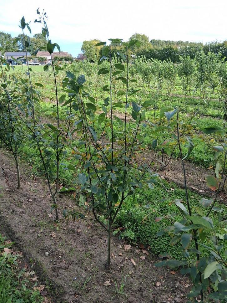 Amelanchier arborea Robin Hill geveerd, Tuin en Terras, Planten | Bomen, Zuilboom, 100 tot 250 cm, Halfschaduw, Lente, Ophalen
