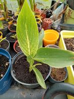 Canna Striped Beauty., Ophalen