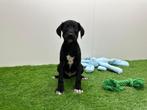 Kruising Border Collie x Dalmatier pups, België, 8 tot 15 weken, CDV (hondenziekte), Groot