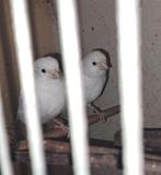 3 forse jonge witte kanaries van mei in 1 koop 45 euro, Dieren en Toebehoren, Vogels | Kanaries