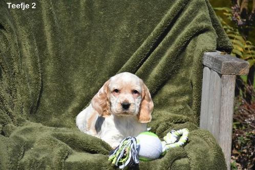 Engelse Cocker pup, Dieren en Toebehoren, Honden | Retrievers, Spaniëls en Waterhonden, Meerdere dieren, Spaniël, Fokker | Professioneel