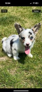 Corgi cardigan pups te koop, Dieren en Toebehoren, Honden | Herdershonden en Veedrijvers, België, Fokker | Hobbymatig, Reu, 8 tot 15 weken