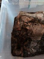 Pamphobeteus sp. Costa, Dieren en Toebehoren, Reptielen en Amfibieën, Overige soorten, Met terrarium, 3 tot 6 jaar