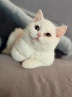 Lief en speels britse korthaar kittens, Meerdere dieren, Gechipt, 0 tot 2 jaar