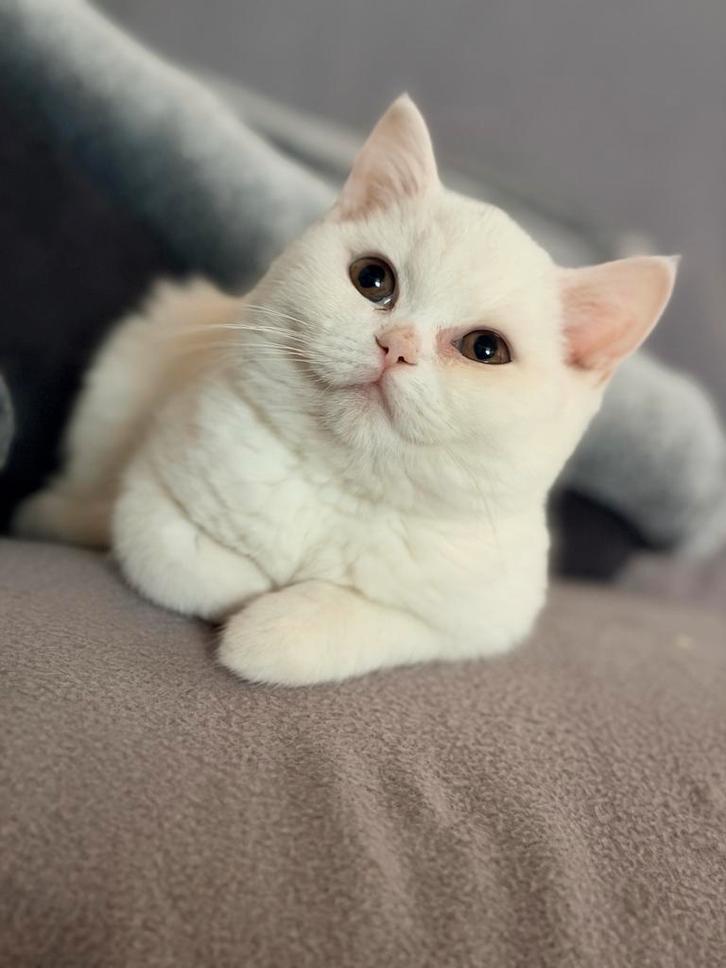 Lief en speels britse korthaar kittens, Dieren en Toebehoren, Katten en Kittens | Raskatten | Langhaar, Meerdere dieren, 0 tot 2 jaar