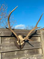 Schedel edelhert, Ophalen