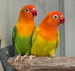 1-1 Fischeri opaline pale fallow 2024, Dieren en Toebehoren, Vogels | Parkieten en Papegaaien