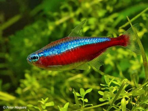 Gezocht: Kardinaal Tetra, Dieren en Toebehoren, Vissen | Aquariumvissen, Zoetwatervis, Vis, Schoolvis