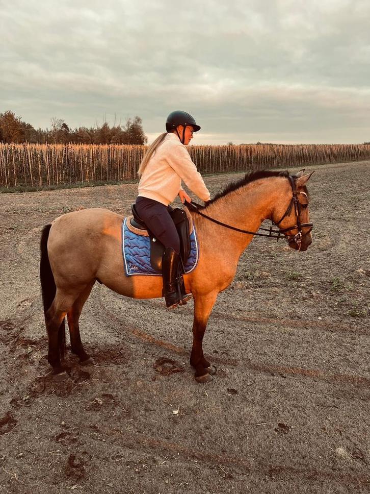 Lieve Spaanse ruin, Animaux & Accessoires, Chevaux, Hongre, Moins de 160 cm, 11 ans ou plus