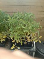 Middentomaat Pyros F1 tomatenplanten, Halfschaduw, Zomer, Ophalen, Groenteplanten