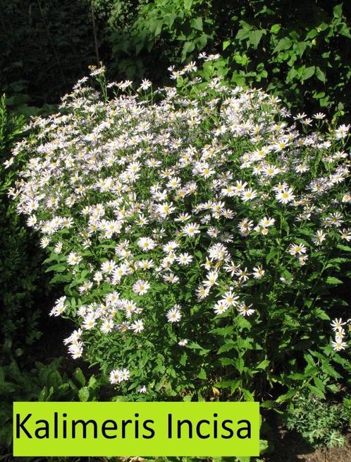 Kalimeris Incisa, Tuin en Terras, Planten | Tuinplanten, Vaste plant, Volle zon, Zomer, Ophalen
