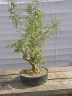 Bonsai: meidoorn, Jardin & Terrasse, Plantes | Arbres, En pot, Enlèvement