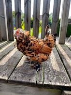 Ukkelse baardkriel hen, Dieren en Toebehoren, Pluimvee, Vrouwelijk, Kip