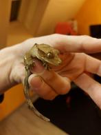 Wimper gecko (mannelijk), Hagedis, Met terrarium, 0 tot 2 jaar
