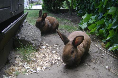 2 Thuringers, Dieren en Toebehoren, Konijnen, Middelgroot, Vrouwelijk