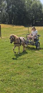 Super lieve pony met koets., Zo goed als nieuw, Pony