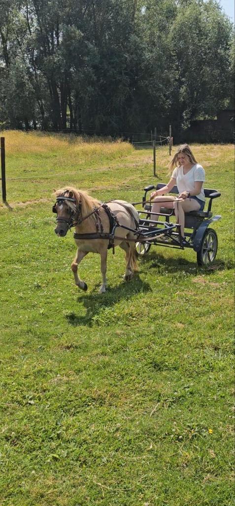 Super lieve pony met koets., Dieren en Toebehoren, Rijtuigen en Koetsen, Zo goed als nieuw, Pony
