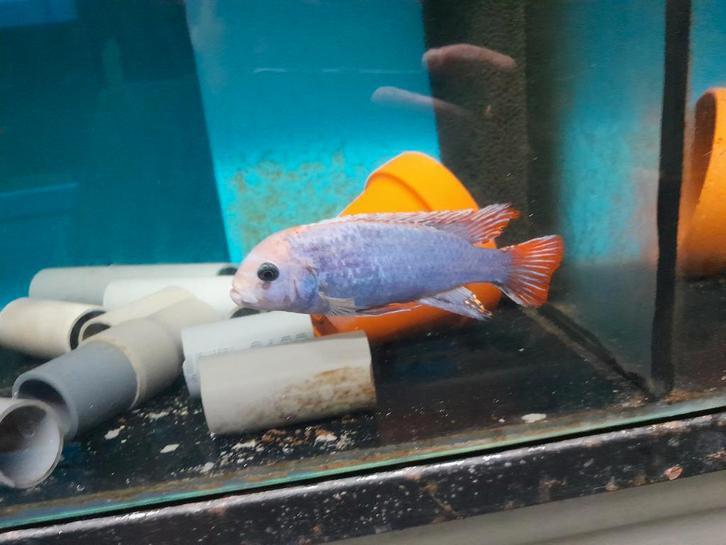 Ps. Sunset, Dieren en Toebehoren, Vissen | Aquariumvissen, Zoetwatervis, Vis