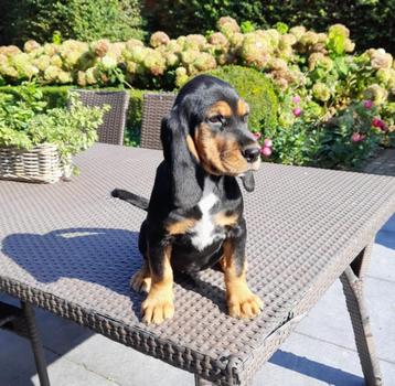 chiots Bocker Beagle x Cocker anglais