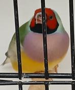 Poppen goulds, Dieren en Toebehoren, Vogels | Overige Vogels, Tropenvogel