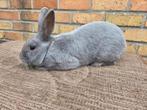 Blauw Van Beveren ram, Dieren en Toebehoren, Konijnen