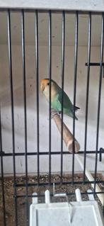 Koppel dwerpapagaai agapornis, Geringd