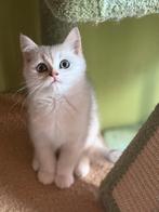 British korthaar zilver black, Dieren en Toebehoren, Katten en Kittens | Raskatten | Langhaar, Kater, Gechipt, 0 tot 2 jaar