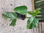 Monstera bonte albo-plant, Huis en Inrichting, Ophalen, Halfschaduw, In pot, Minder dan 100 cm